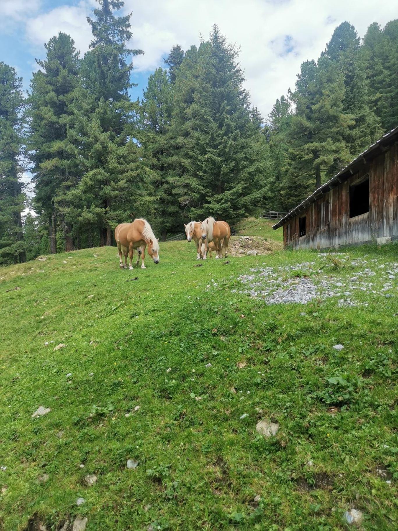 Pitztal Living Lejlighedshotel Jerzens Eksteriør billede